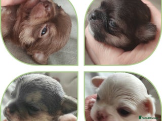 Chihuahua dogs 🪻 Beautiful Chihuahua Puppies 🪻 - Advert 5