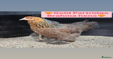 Chickens poultry - Advert 10