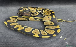 Python Snake reptiles for sale: Royal pythons from £30  - Image 5