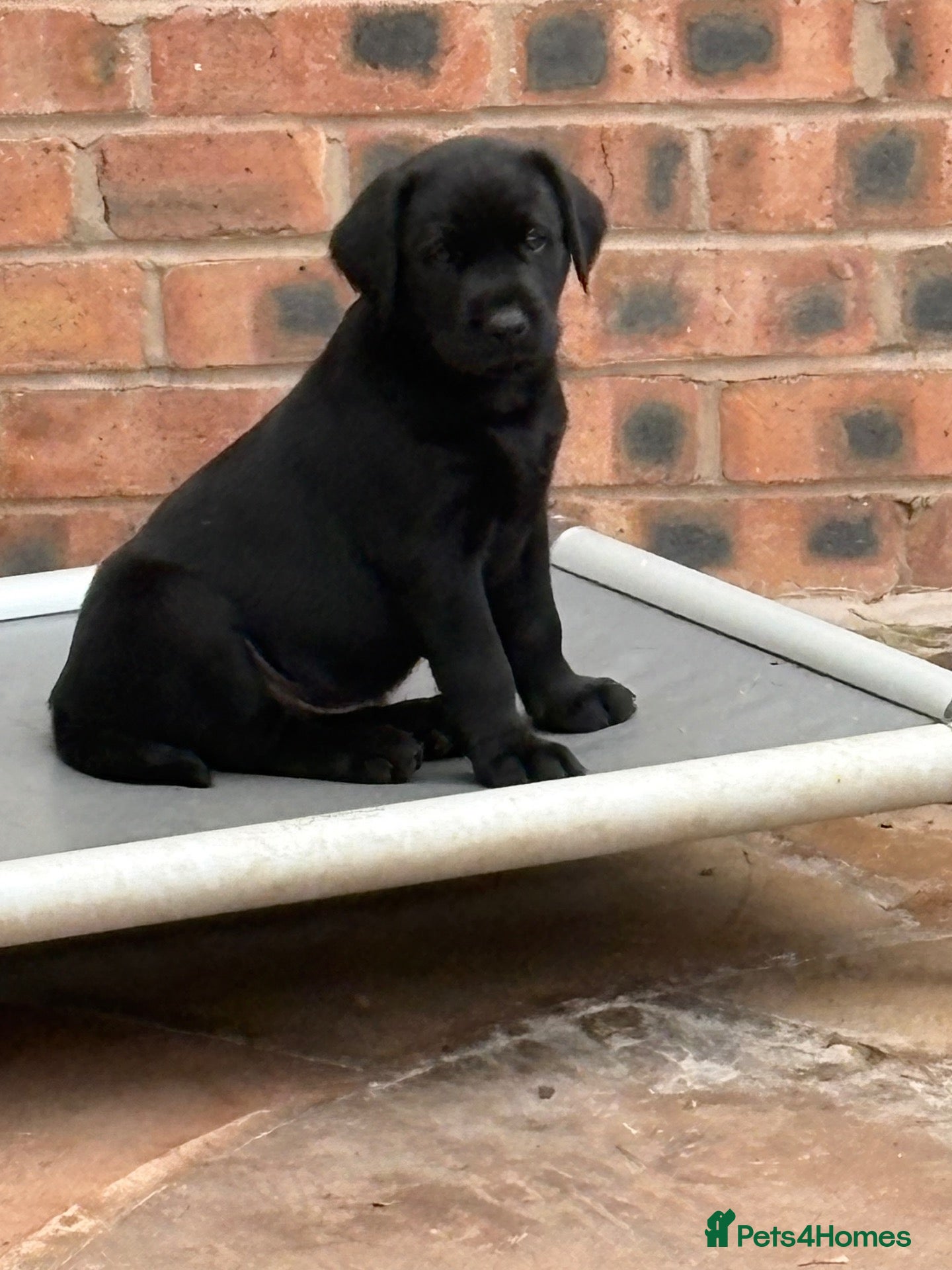 Labrador Retriever dogs Northmeols kc reg working line Labrador puppies  - Advert 1