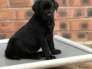 Labrador Retriever dogs Northmeols kc reg working line Labrador puppies - Advert 1