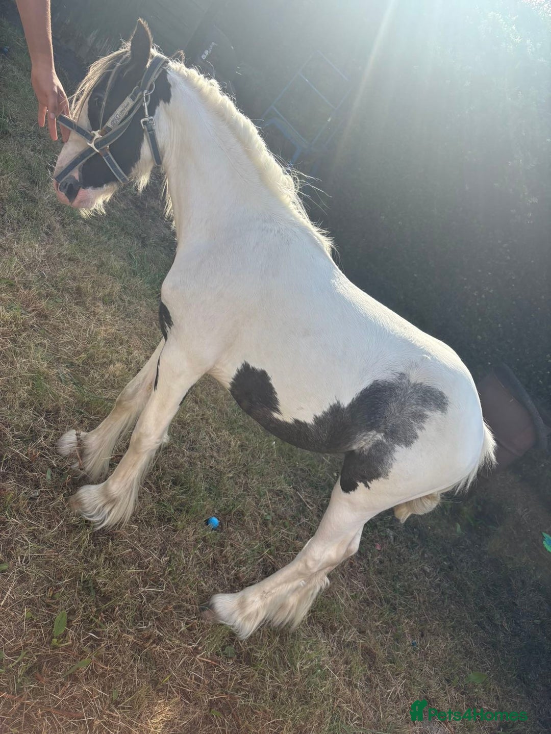 Irish Cob horses for sale: Buddy - Image 8