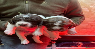 English Springer Spaniel dogs KC registered English Springer Spaniel pups - Advert 11