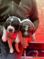 English Springer Spaniel dogs KC registered English Springer Spaniel pups - Advert 11