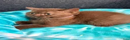 British Shorthair cats for sale: Fluffy BSH Kittens READY NOW - Advert 4