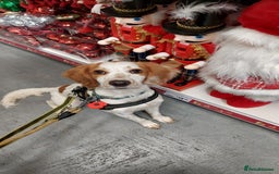 Cocker Spaniel dogs for sale: Very sad rehoming of our spaniel puppy - Image 3