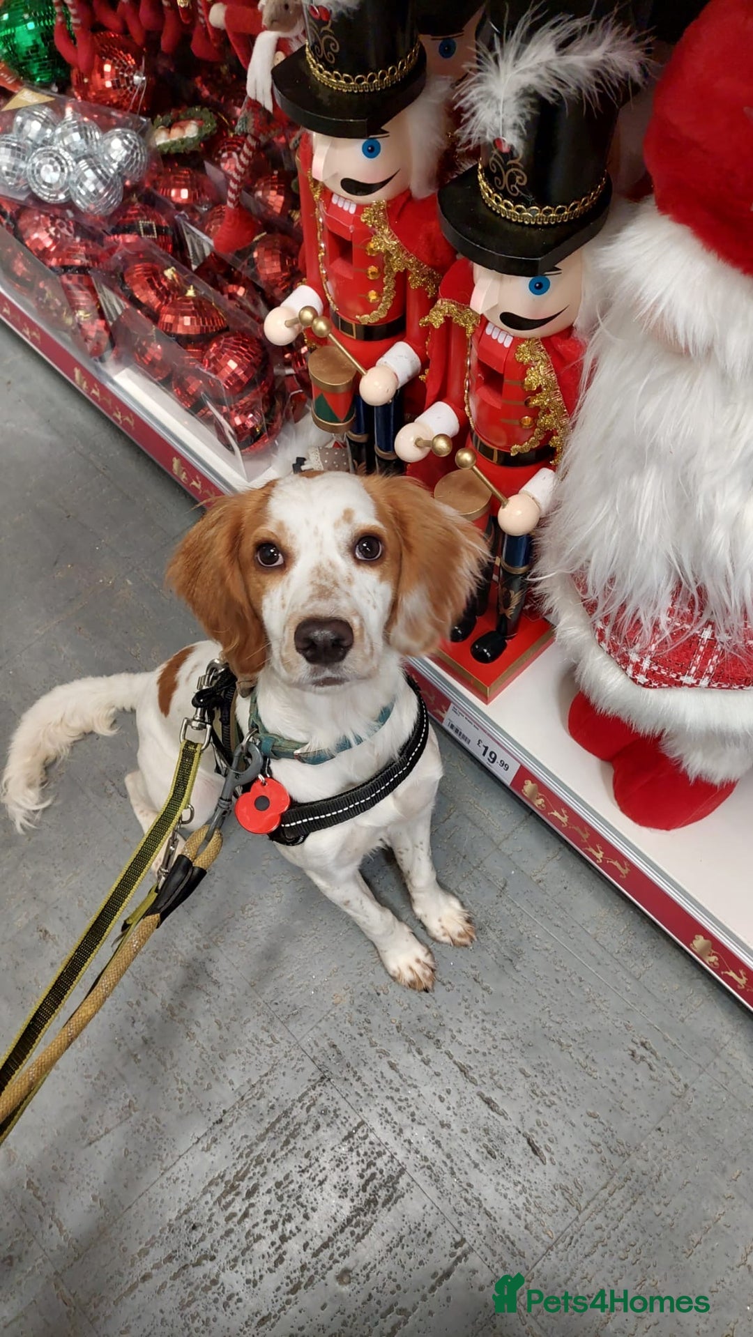 Cocker Spaniel dogs for sale: Very sad rehoming of our spaniel puppy - Image 3