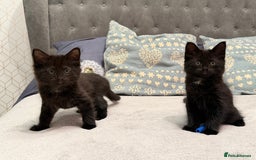 Mixed Breed cats for sale: Gorgeous fluffy kittens looking for a forever home - Image 6