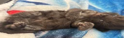 Mixed Breed cats for sale: 5 beautiful kittens for new homes - Advert 8