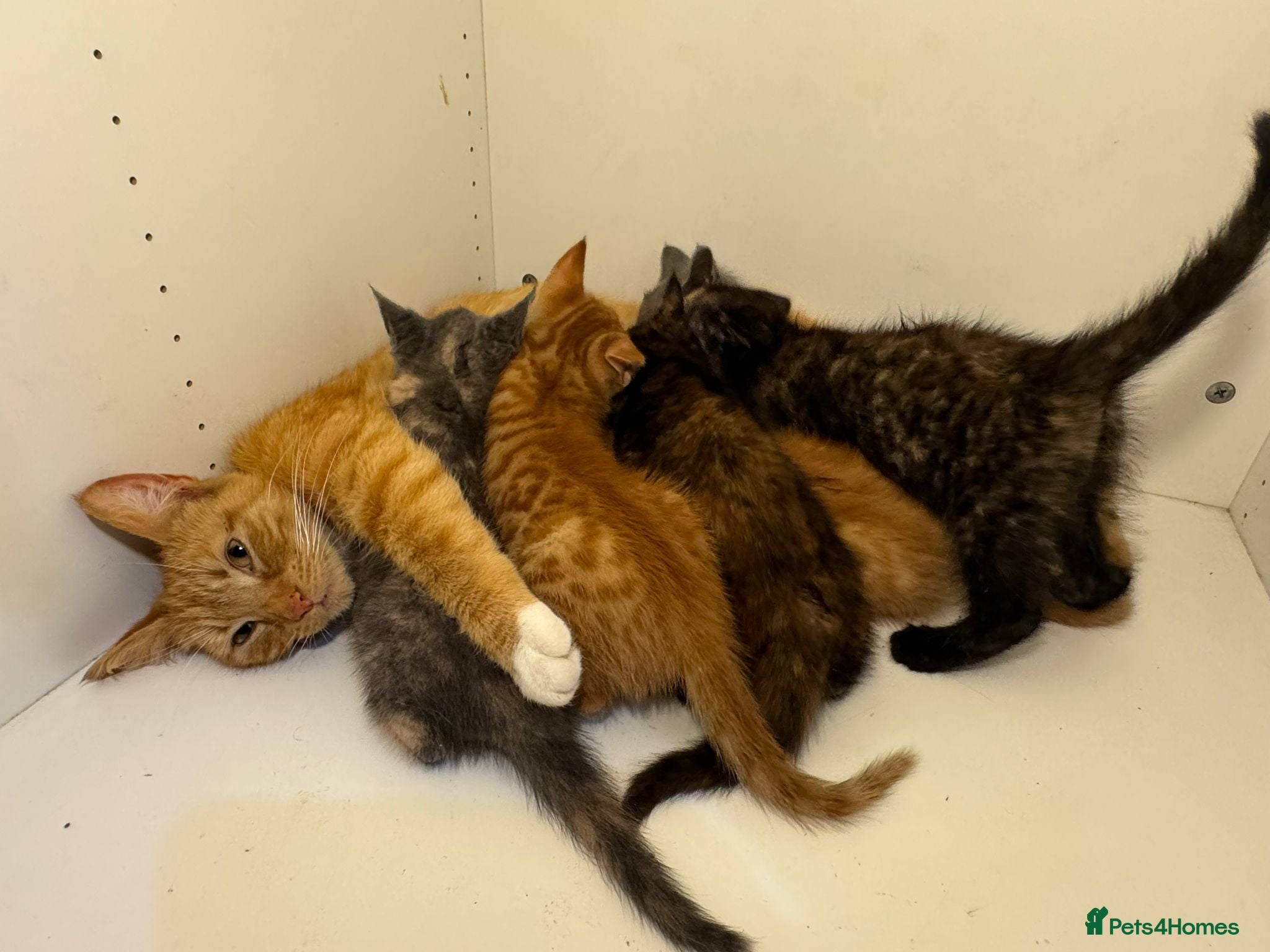 Mixed Breed cats Beautiful kittens. litter trained . ready to leave - Advert 3