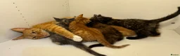 Mixed Breed cats for sale: Beautiful kittens. litter trained . ready to leave in London - Advert 1