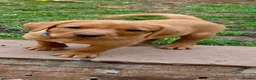 Labrador Retriever dogs for sale: Labrador puppies Fox Red - Advert 14