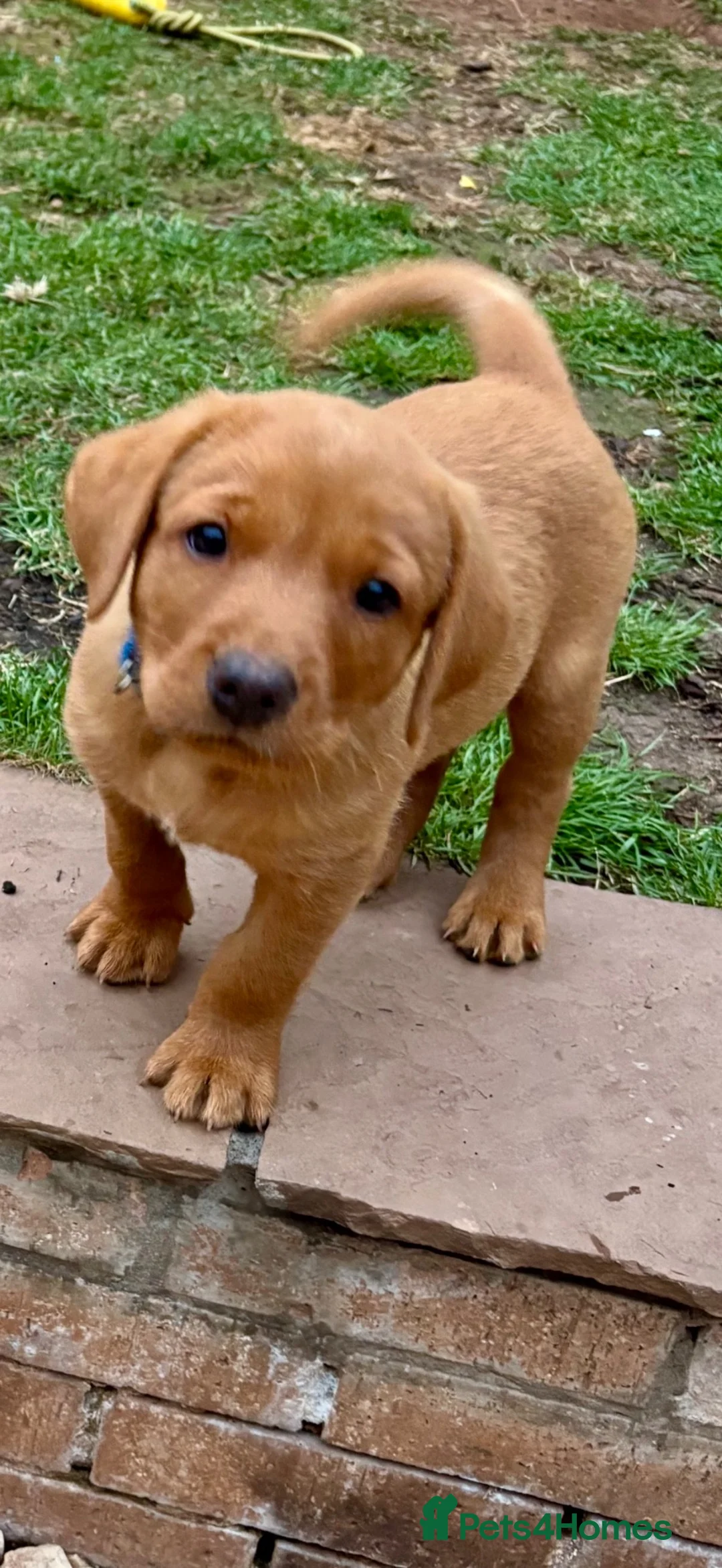 Labrador Retriever dogs for sale: Labrador puppies Fox Red - Advert 14