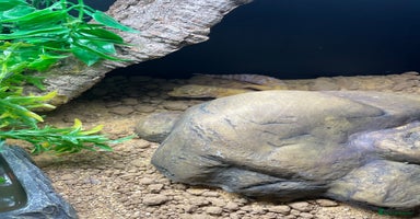 Leopard Gecko reptiles - Advert 15