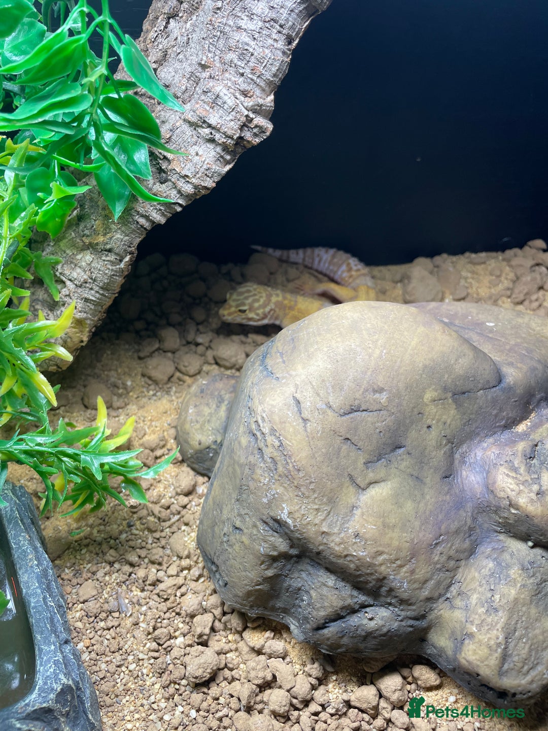 Leopard Gecko reptiles for sale: Gorgeous Leopard Gecko with complete setup  - Image 2