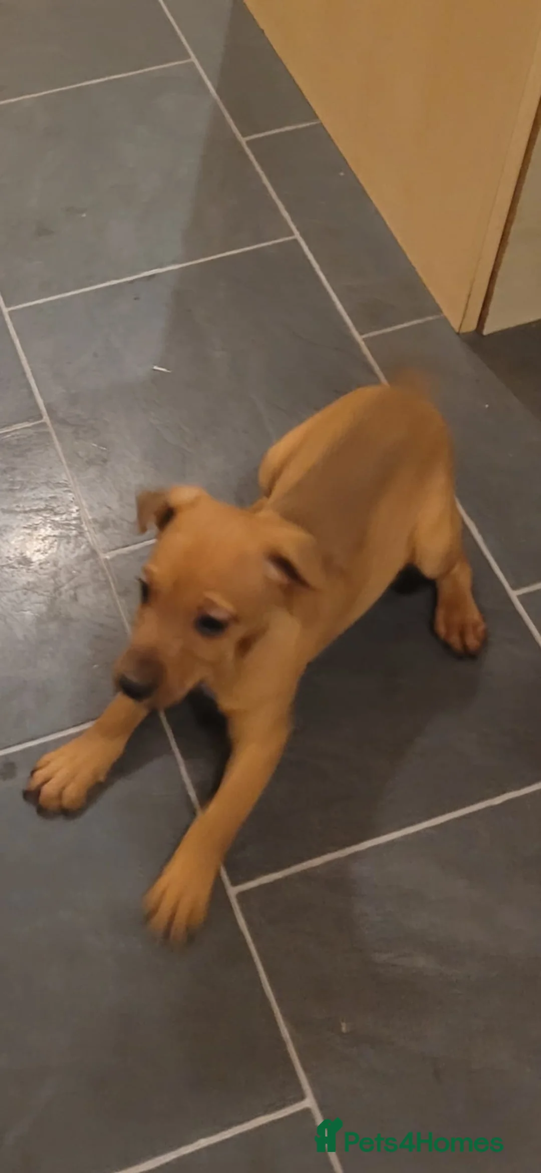 Patterdale Terrier dogs for sale: 13 week old Patterdale pups. - Advert 5