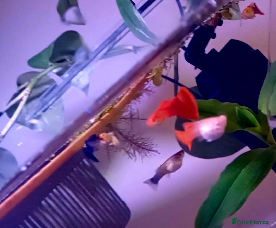 Bettas fish for sale: topaz guppies albino mix - Advert 19