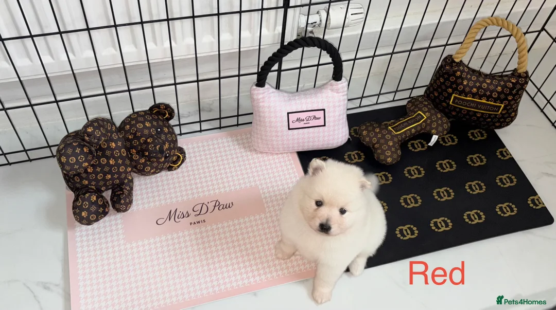 Japanese Spitz dogs for sale: Beautiful Japanese spitz puppy’s  - Advert 8