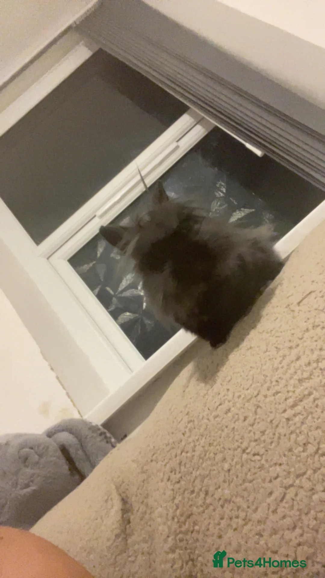 Lionhead rabbits for sale: teddy  - Advert 9