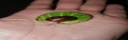 Snails invertebrates for sale: Giant African Land Snail babies - Advert 10