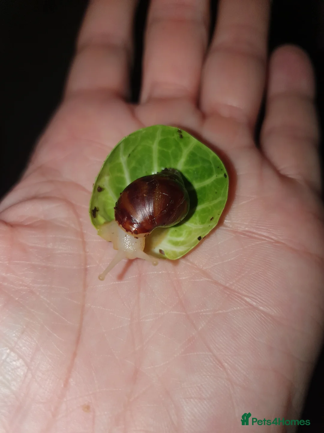 Snails invertebrates for sale: Giant African Land Snail babies - Advert 10