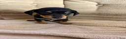 Jackshund dogs for sale: 4 jackrussel x dachshund puppy’s  in King's Lynn - Advert 3