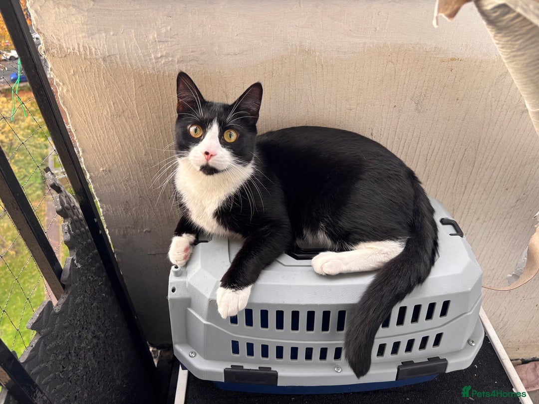 British Shorthair cats for sale: FREE black and white cat 18 months old - Image 1