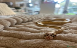 Python Snake reptiles for sale: 2x Male Ball Pythons  - Image 7