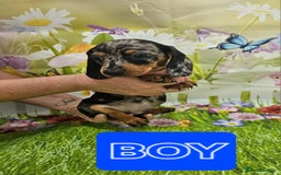 Miniature Dachshund dogs for sale: Beautiful miniature dachshund puppies - Image 7