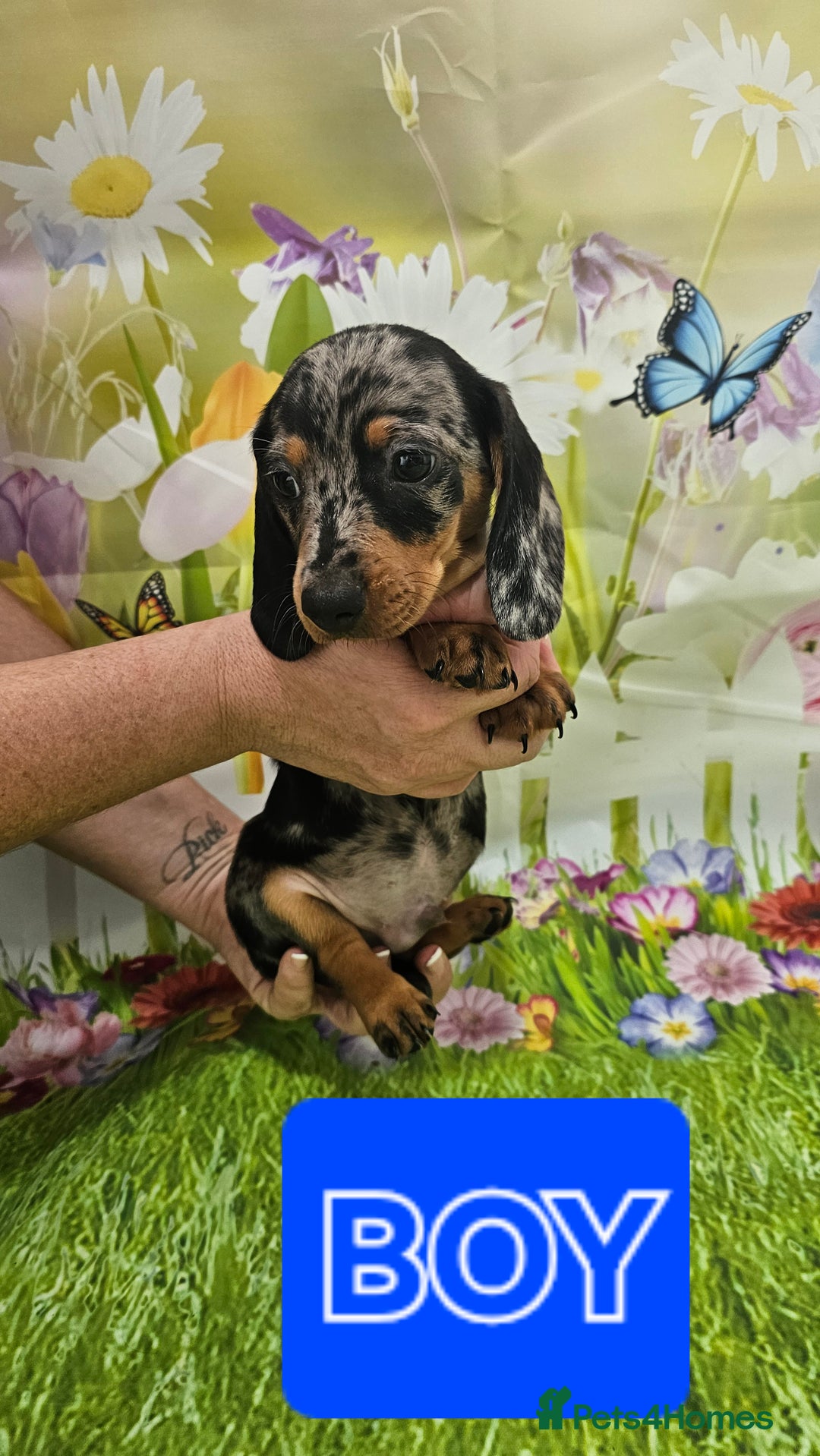 Miniature Dachshund dogs for sale: Beautiful miniature dachshund puppies - Image 7