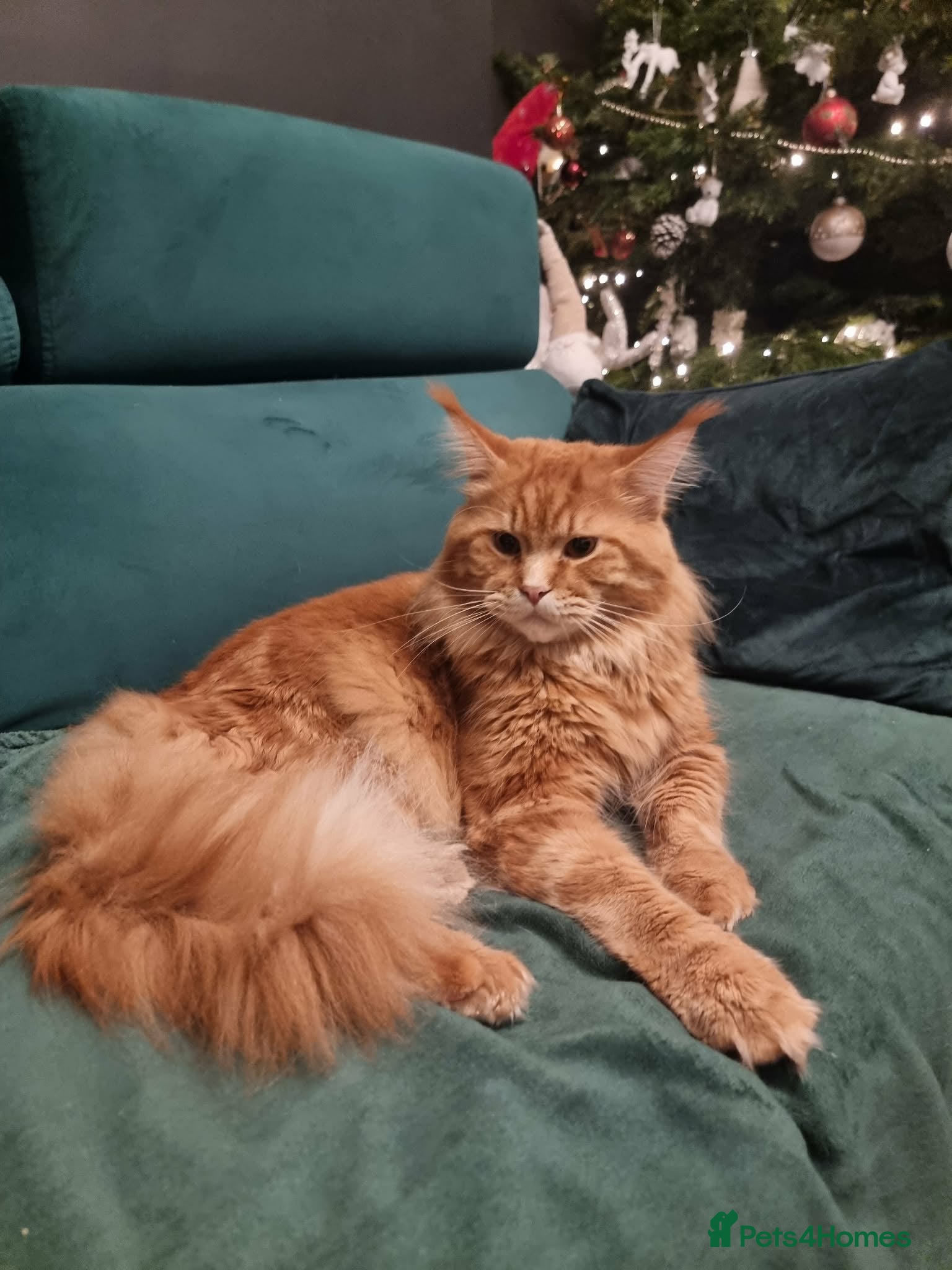Maine Coon cats Maine Coon kittens  - Advert 2