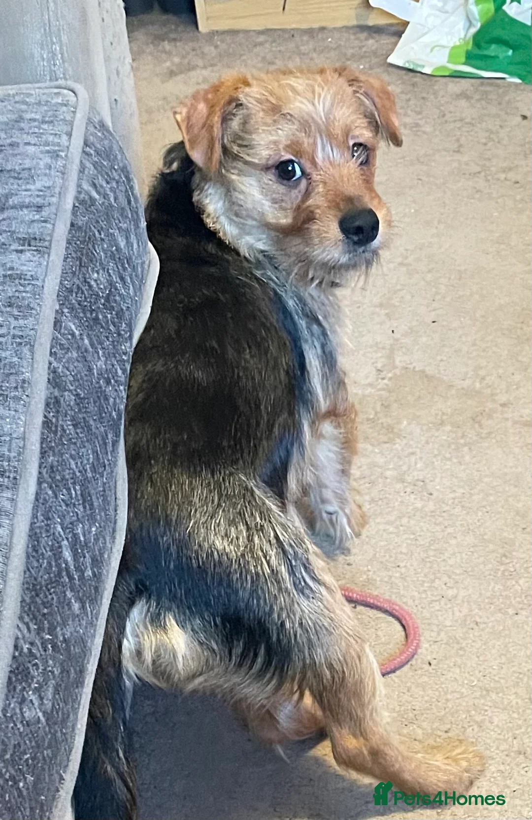 Mixed Breed dogs for sale: Yorkie x puppies  in Calne - Advert 2