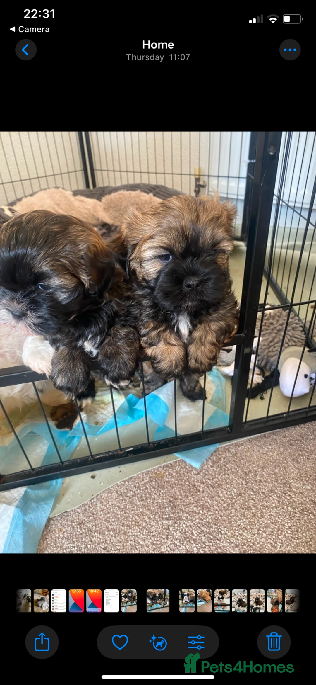Shihpoo dogs for sale: Shih poo  - Advert 2