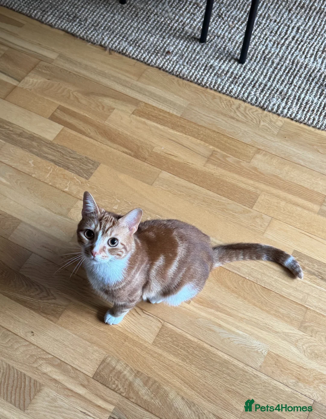 British Shorthair cats for sale: Tofu Looking for His Forever Home - Advert 3