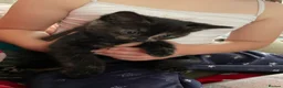Mixed Breed cats for sale: 4 Beautiful fluffy kittens - Advert 11