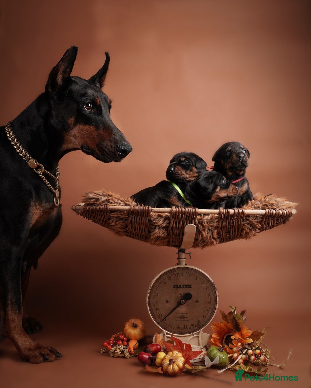 Dobermann dogs for sale: Doberman puppies  - Image 1