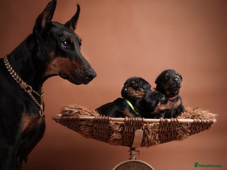 Dobermann dogs - Advert 12