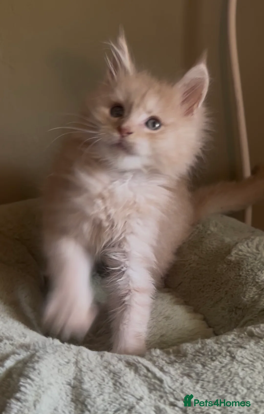 Maine Coon cats for sale: Cream Smoke Tabby Maine Coon Boy READY NOW in Dorking - Advert 2