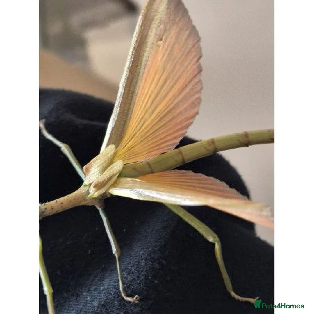 Mixed Breed invertebrates for sale: Live stick insects and eggs - Advert 2