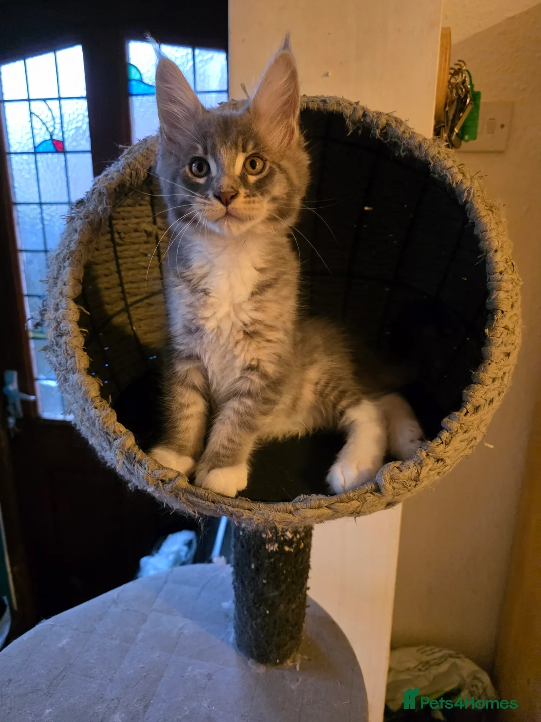 Maine Coon cats for sale: Beautiful Maine Coon Kittens 3 boys/ 2 girl  - Advert 22