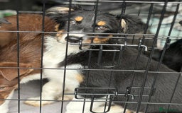 Border Collie dogs for sale: Last boy… Border Collie Pup - Image 40