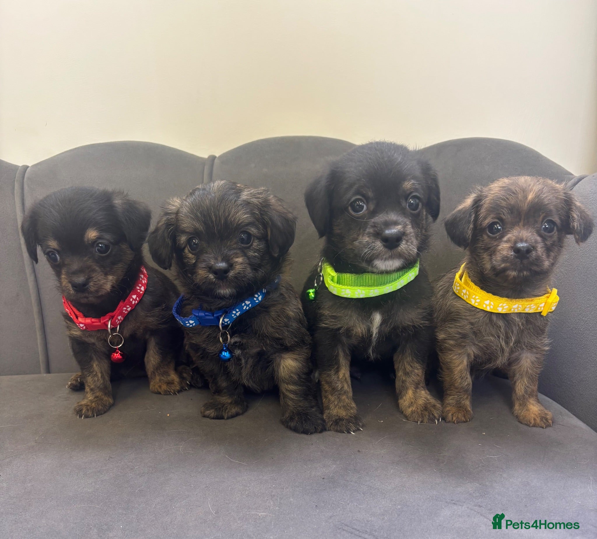 Chipoo dogs Stunning Chipoo Pups - Advert 1