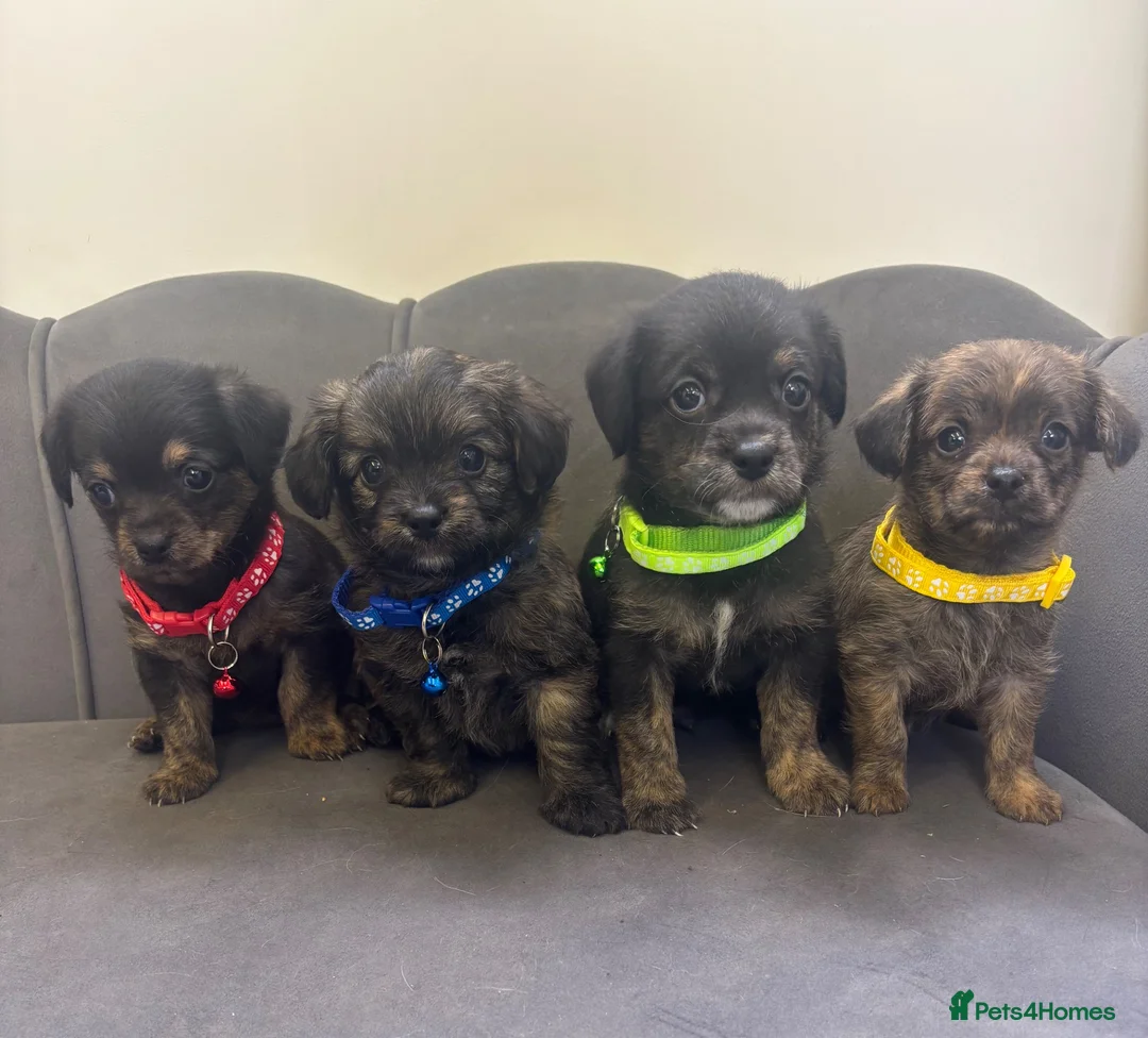 Chipoo dogs for sale: Stunning Chipoo Pups - Advert 1