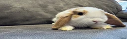 Mini Lop rabbits for sale: Pure Breed Mini Lop Babies  - Advert 2