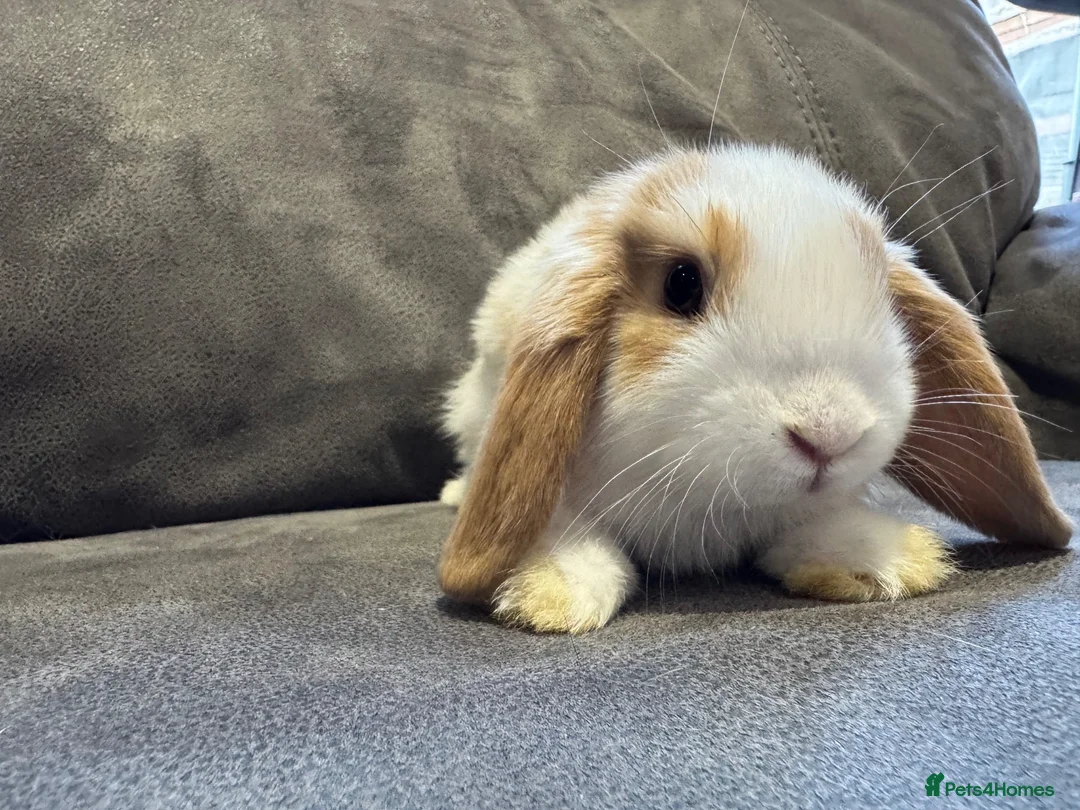 Mini Lop rabbits for sale: Pure Breed Mini Lop Babies  - Advert 2
