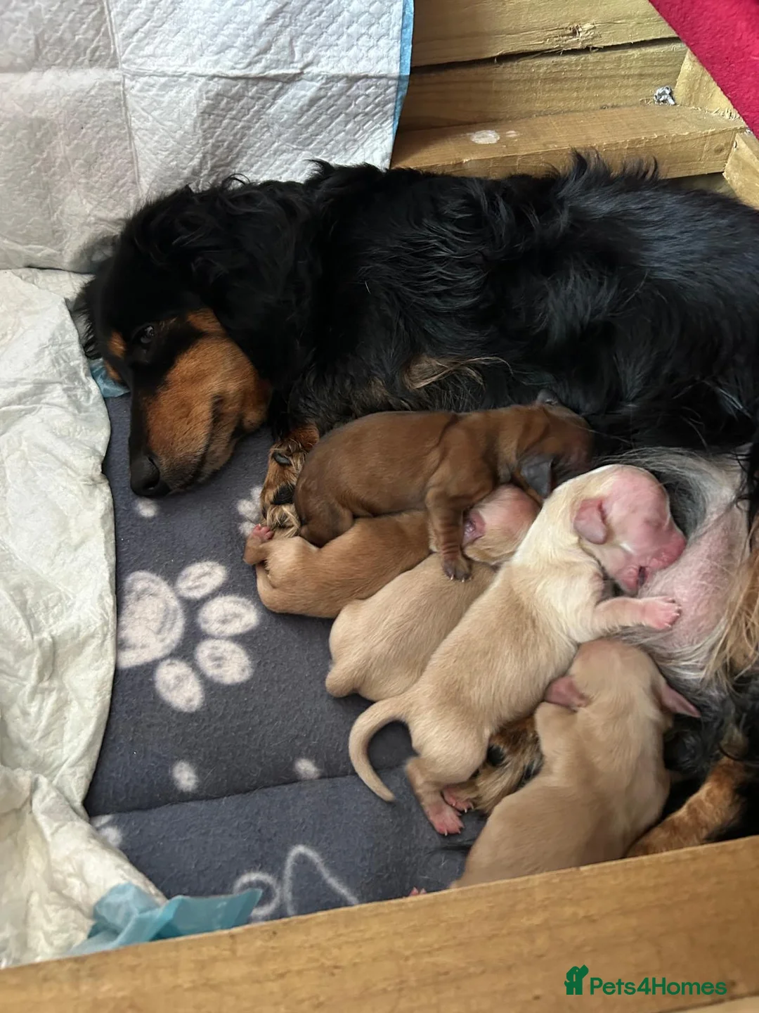 Miniature Dachshund dogs for sale: Miniature dachshund’s KC Registered  - Advert 1