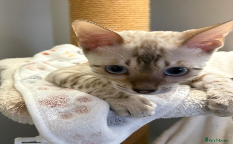 Bengal cats - Advert 12