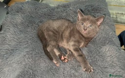 British Shorthair cats for sale: Adorable Sweet Soft British Shorthair Tabby Mix  - Image 14