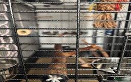 Parrots birds for sale: Large Parrot Cage - Image 14