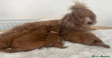 Miniature Poodle dogs - Advert 3